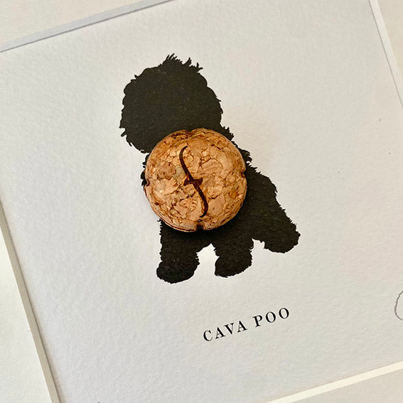 Cavapoo: Cava Poo
